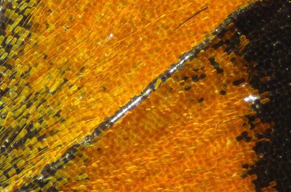 Butterfly wing acquired with vertical illumination, brightfield.