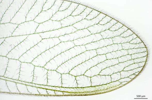 Green lacewing acquired with reflected light, brightfield.