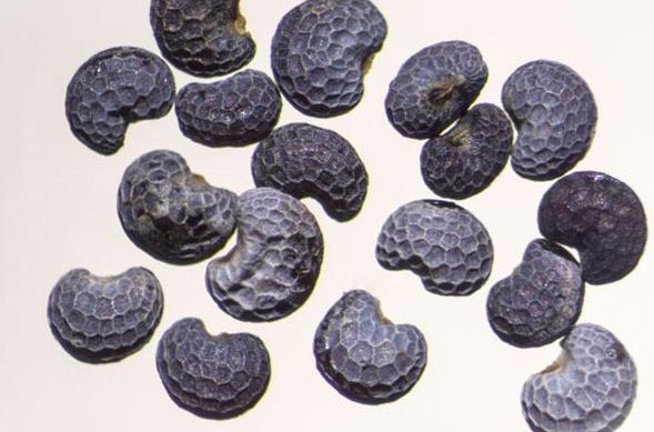 Poppy seed  acquired with reflected light, brightfield